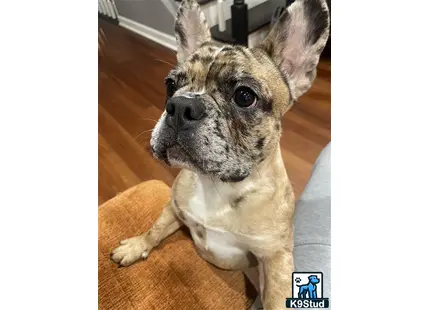 a french bulldog dog sitting on a wood floor